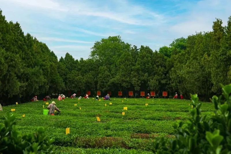 关于祭茶祖、比炒茶、赛茶艺，这个文化节还有多少惊喜？的相关内容(8)