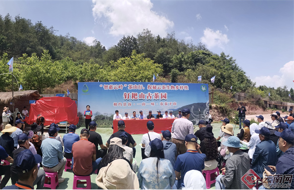 有关于助力乡村振兴 “智惠云岭”茶山行·钉耙山“春茶下山”活动在云南景谷举办的信息