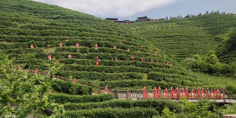 有关于云雾雪峰 茶香洞口——洞口雪峰茶高质量发展推介会在邵阳洞口成功举行的内容(30)