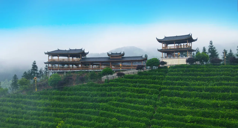 有关于云雾雪峰 茶香洞口——洞口雪峰茶高质量发展推介会在邵阳洞口成功举行的内容(8)