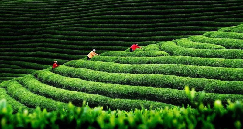 有关于云雾雪峰 茶香洞口——洞口雪峰茶高质量发展推介会在邵阳洞口成功举行的内容(6)