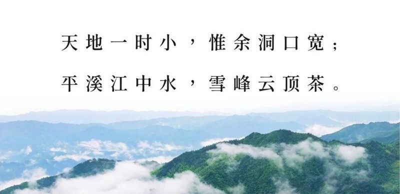 有关于云雾雪峰 茶香洞口——洞口雪峰茶高质量发展推介会在邵阳洞口成功举行的内容(5)