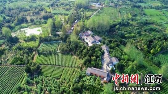 有关于南京浦口区桥林街道春茶上市 邀约市民共寻春味的内容