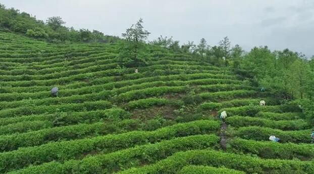 关于蓝山县“以茶为媒”助力茶旅融合发展的相关内容