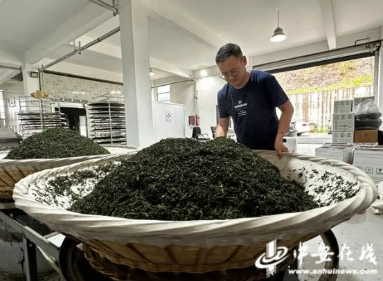 关于加强地理标志保护 擦亮安徽春茶“金字招牌”的最新消息(1)