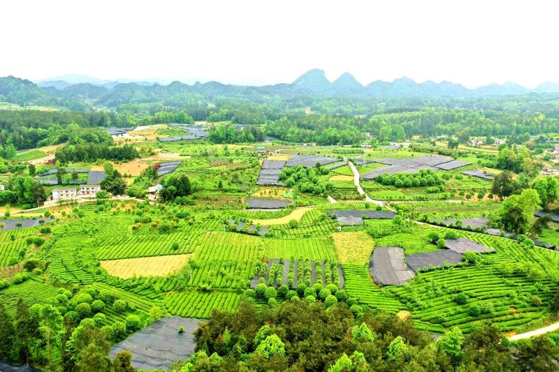 关于湄潭群丰村:科技赋能欧标有机茶园的信息(6)