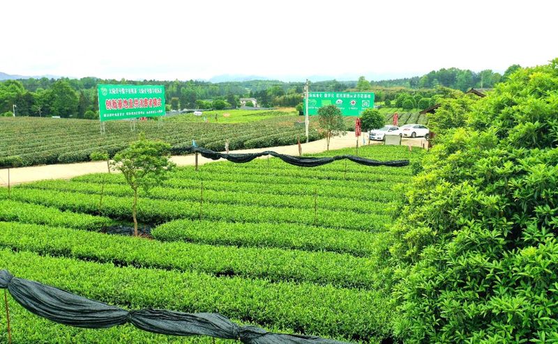 关于湄潭群丰村:科技赋能欧标有机茶园的信息(3)