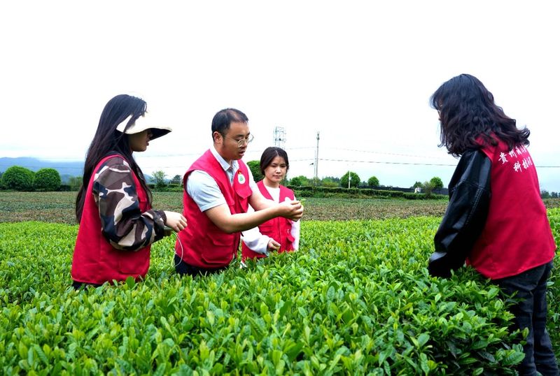 关于湄潭群丰村:科技赋能欧标有机茶园的信息(4)