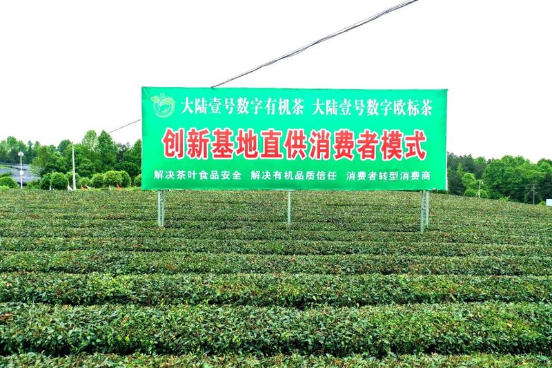 关于湄潭群丰村:科技赋能欧标有机茶园的信息(1)