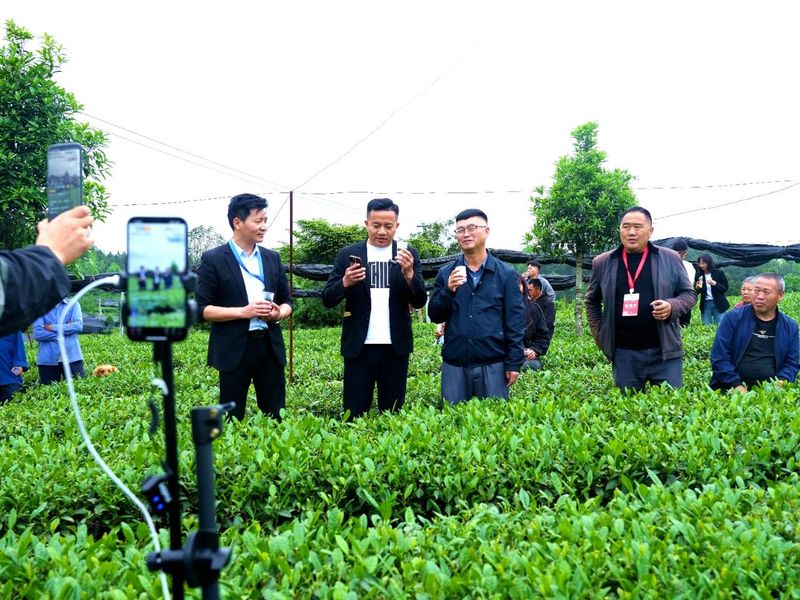 关于湄潭群丰村:科技赋能欧标有机茶园的信息(2)