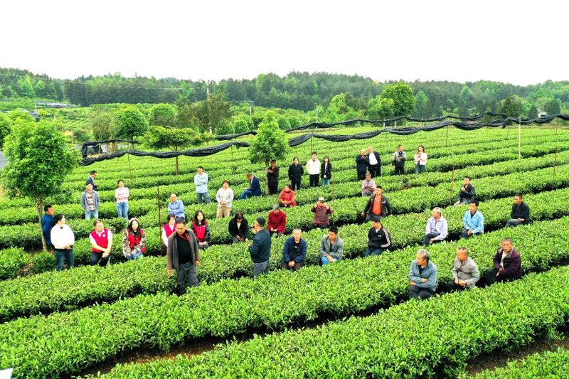 关于湄潭群丰村:科技赋能欧标有机茶园的信息(5)