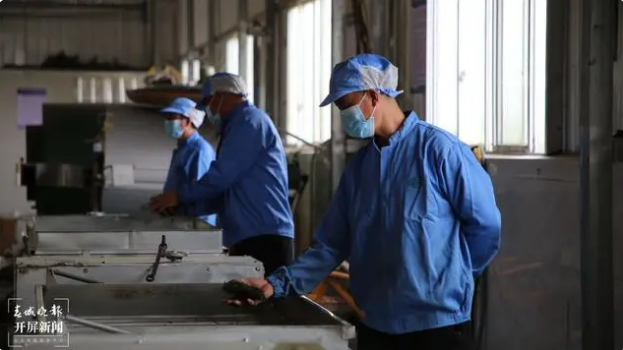 关于盐津生基村：春茶正飘香，茶农采茶忙的新闻(4)