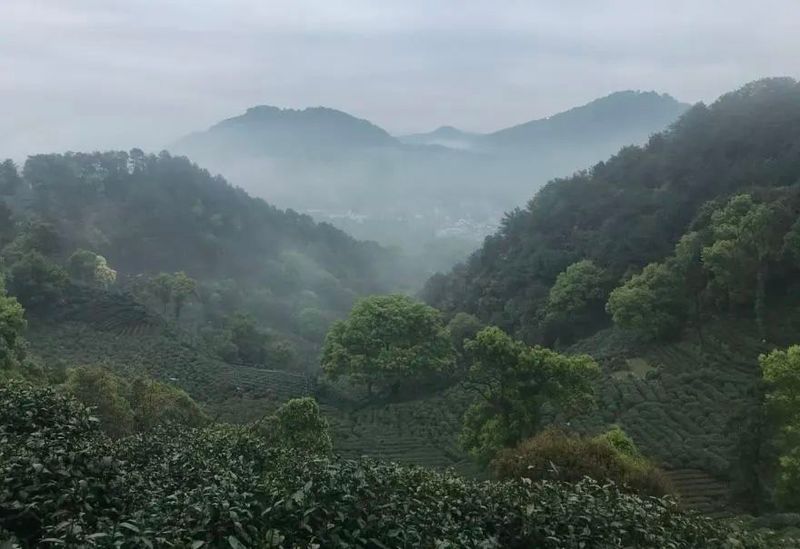 关于茶旅融合 ，茶旅融合高质量发展：动力、机制与模式的最新消息(8)