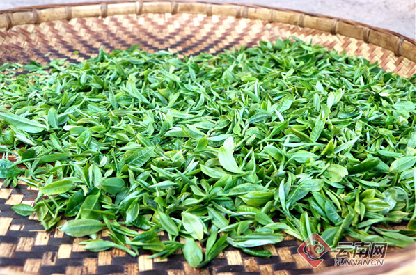 有关于大理漾濞:“一叶茶”带富一个村的新闻(1)