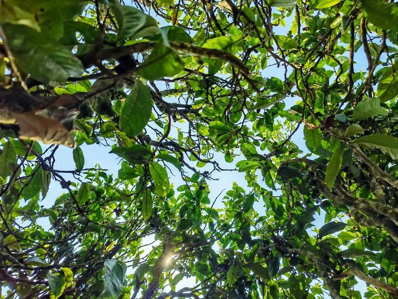 关于茶山翠影吐芳甘  澜沧拉巴乡古茶树迎开采的新闻