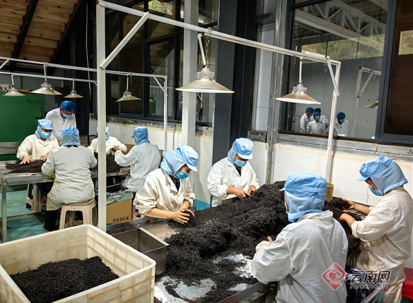 关于云南凤庆:联盟携手,共创茶叶产业新未来的相关信息(1)