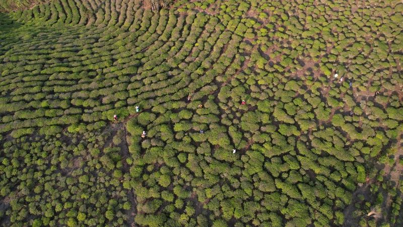 有关于南方电网云南红河绿春供电局：“技术”赋能茶飘香的新闻(9)