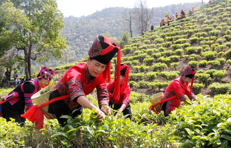 有关于南方电网云南红河绿春供电局：“技术”赋能茶飘香的新闻(1)