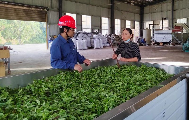 有关于南方电网云南红河绿春供电局：“技术”赋能茶飘香的新闻(4)