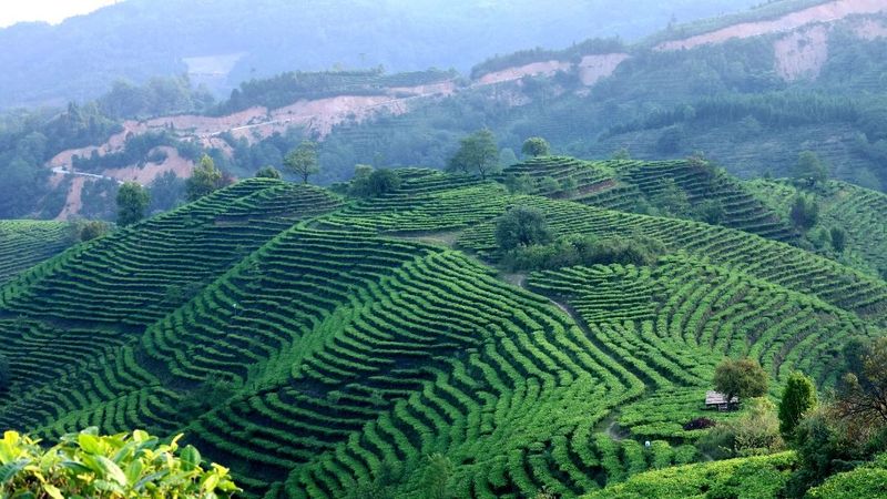 有关于南方电网云南红河绿春供电局：“技术”赋能茶飘香的新闻