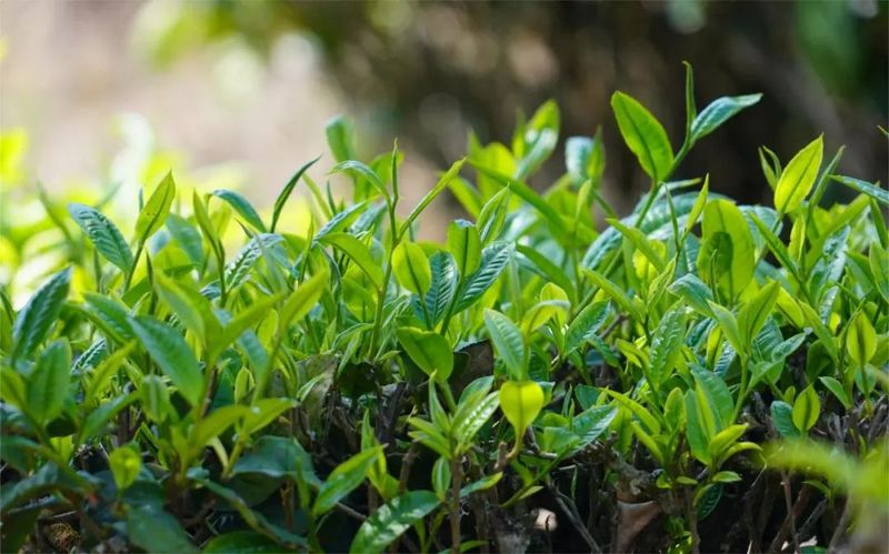 有关于南方电网云南红河绿春供电局：“技术”赋能茶飘香的新闻(8)