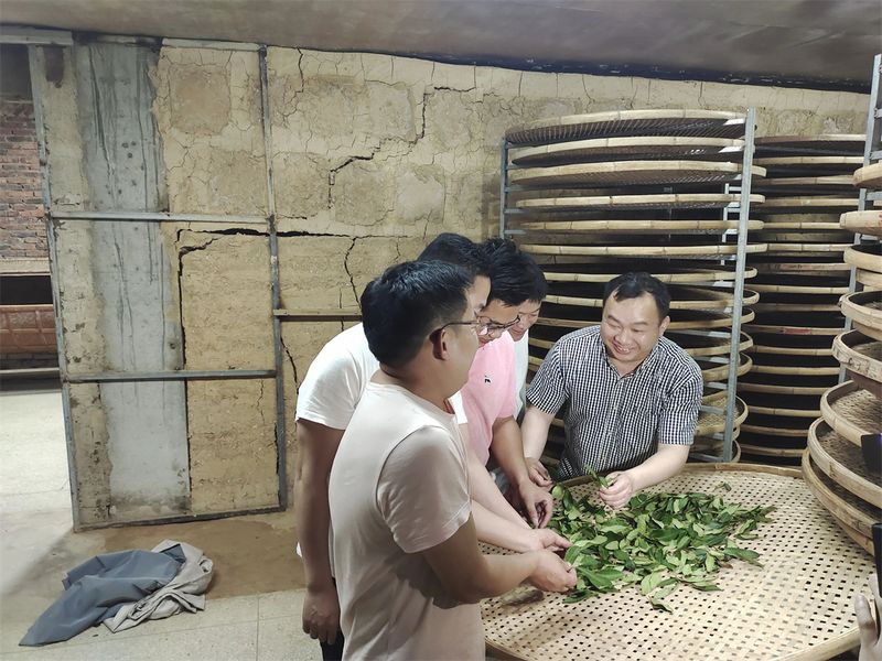 有关于祥华乡：“师带徒”技艺交流 提升制茶技术的内容(7)