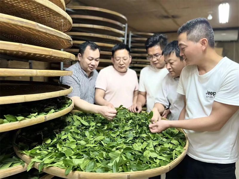 有关于祥华乡：“师带徒”技艺交流 提升制茶技术的内容