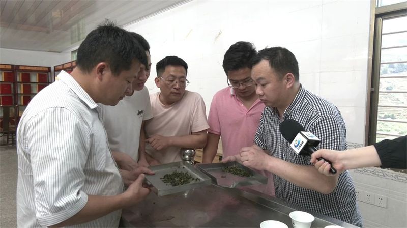 有关于祥华乡：“师带徒”技艺交流 提升制茶技术的内容(1)