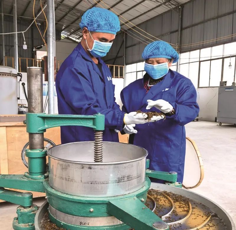 有关于黄平县马场村：生态茶成乡村振兴“金叶子”的内容(1)