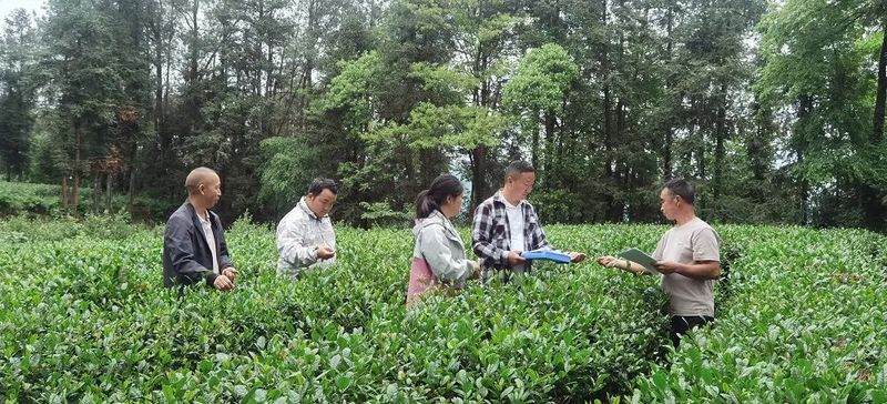 有关于黄平县马场村：生态茶成乡村振兴“金叶子”的内容(2)