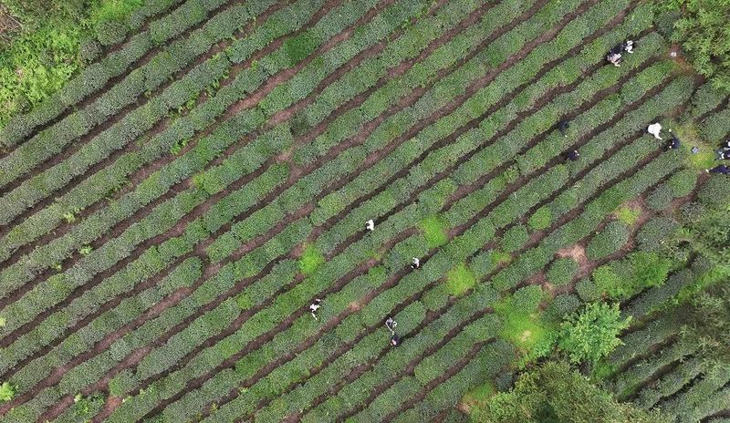 有关于黄平县马场村：生态茶成乡村振兴“金叶子”的内容(3)