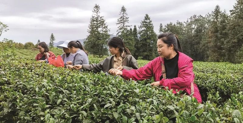 有关于黄平县马场村：生态茶成乡村振兴“金叶子”的内容