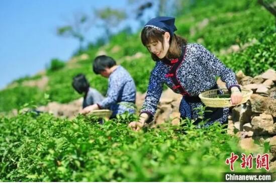 有关于山东探索打造高纬度茶叶品牌 引导“茶+”业态创新发展的相关信息