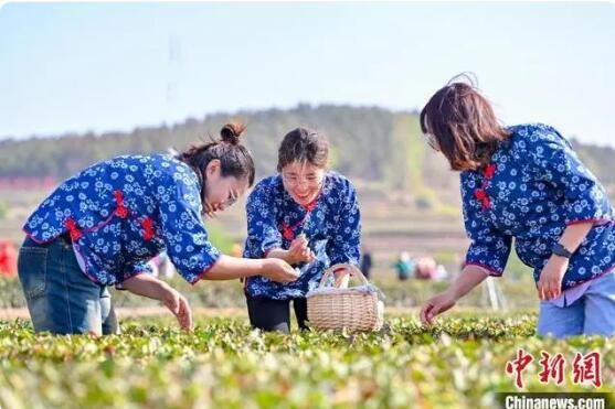 有关于山东探索打造高纬度茶叶品牌 引导“茶+”业态创新发展的相关信息(2)