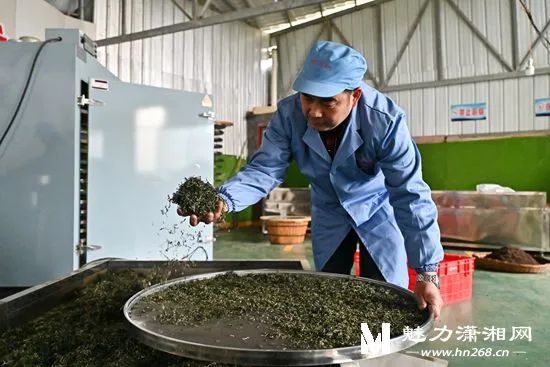 有关于隆回金石桥：茶香四溢产业兴的内容(1)