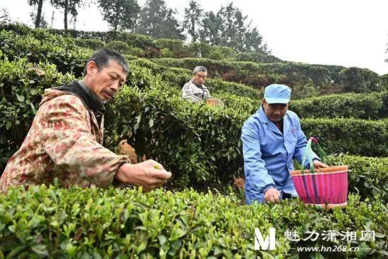 有关于隆回金石桥：茶香四溢产业兴的内容