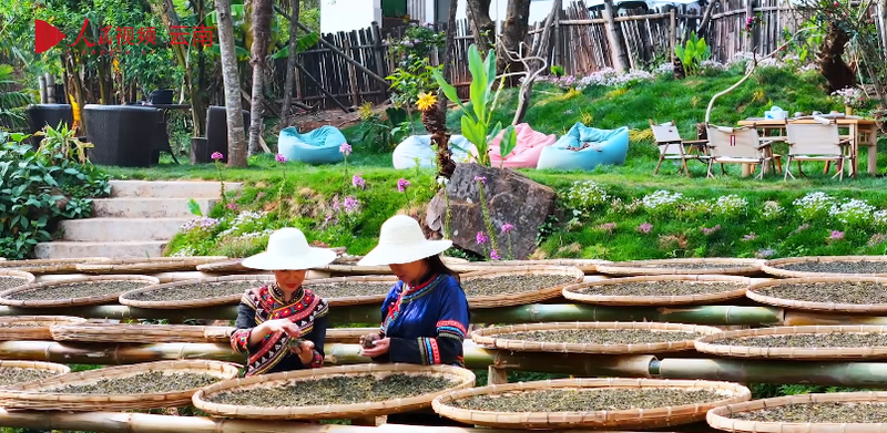 有关于茶叶晒太阳 走进云南镇沅“最美晒场” 的资讯(5)
