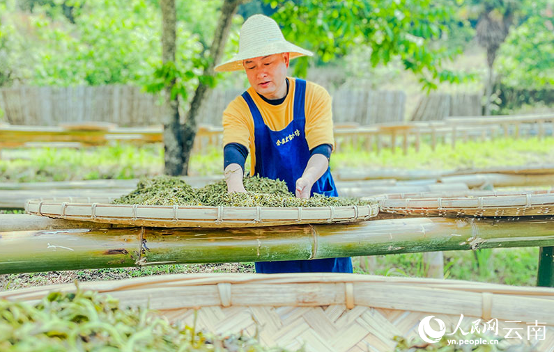 有关于茶叶晒太阳 走进云南镇沅“最美晒场” 的资讯(4)