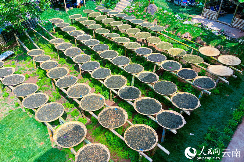 有关于茶叶晒太阳 走进云南镇沅“最美晒场” 的资讯