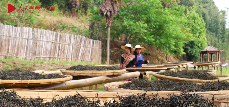 有关于茶叶晒太阳 走进云南镇沅“最美晒场” 的资讯(6)