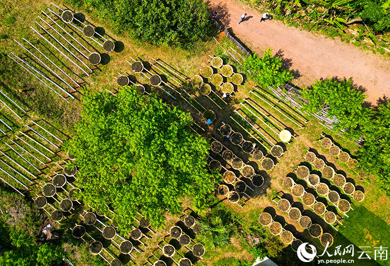 有关于茶叶晒太阳 走进云南镇沅“最美晒场” 的资讯(2)