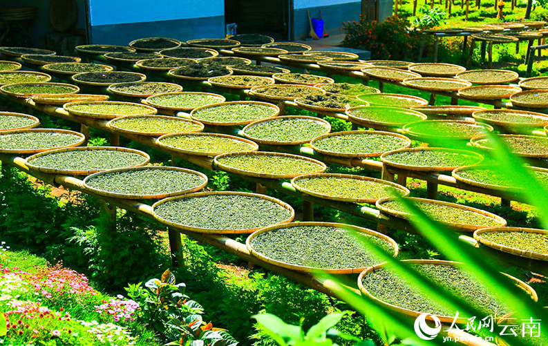 有关于茶叶晒太阳 走进云南镇沅“最美晒场” 的资讯(3)