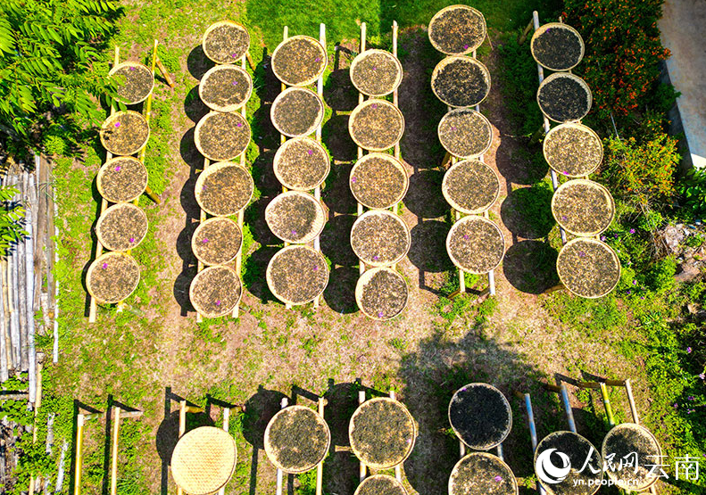 有关于茶叶晒太阳 走进云南镇沅“最美晒场” 的资讯(1)