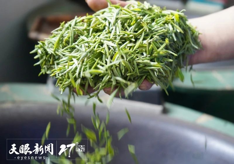 有关于都匀毛尖茶制作技艺：茶香万里 名震九州的最新消息(3)