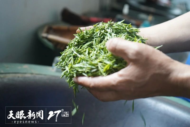 有关于都匀毛尖茶制作技艺：茶香万里 名震九州的最新消息(7)