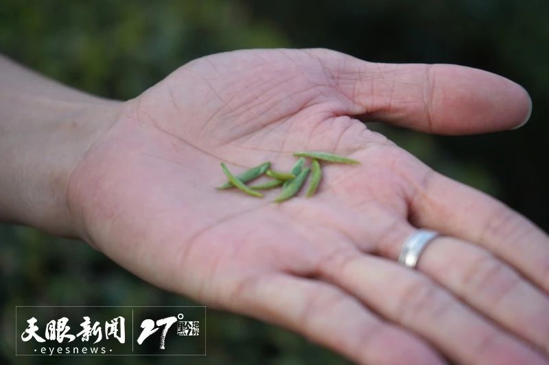 有关于都匀毛尖茶制作技艺：茶香万里 名震九州的最新消息(4)