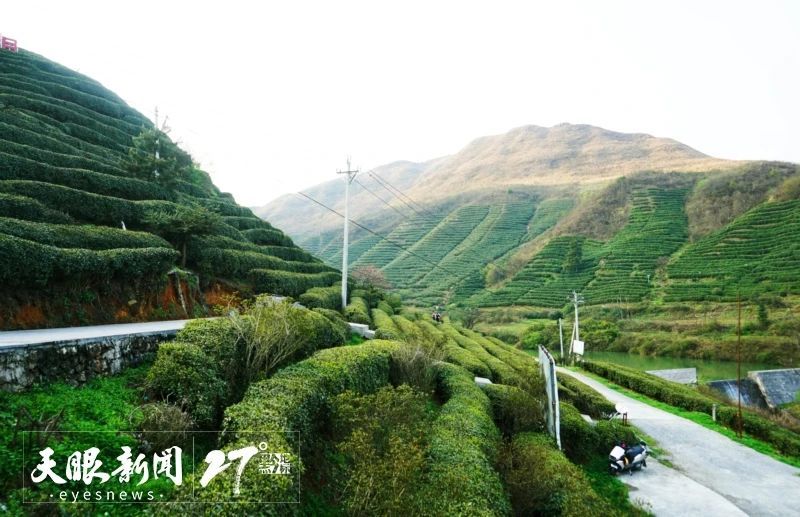 有关于都匀毛尖茶制作技艺：茶香万里 名震九州的最新消息(8)