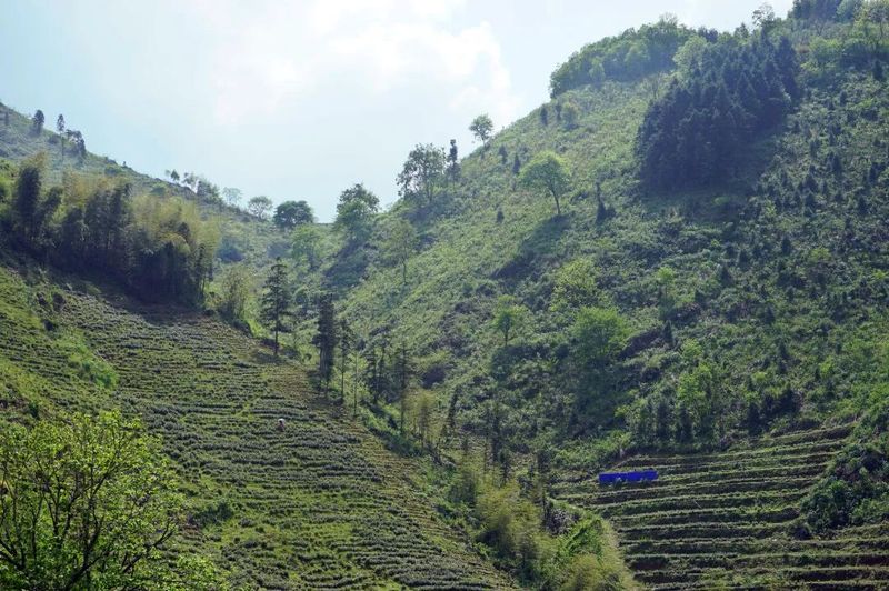 关于开化县池淮镇 茶树枝头长“黄金”的相关信息(1)