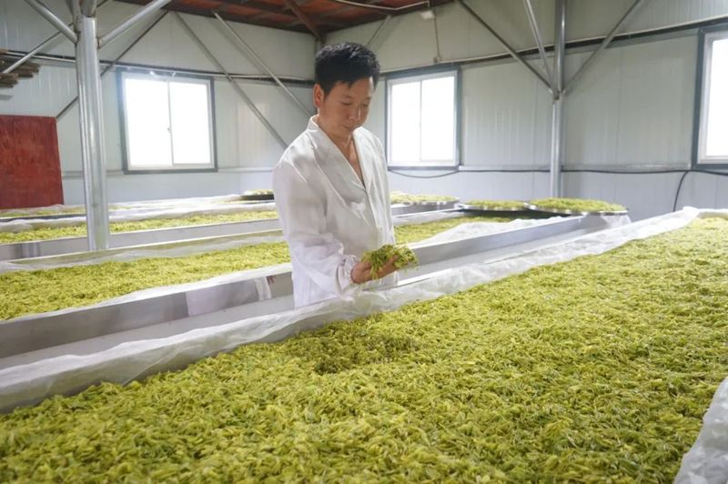 关于开化县池淮镇 茶树枝头长“黄金”的相关信息