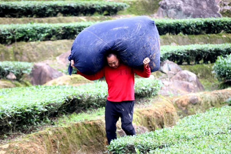 关于开采啦！高山云雾育好茶 金淘春茶香四方的内容(2)
